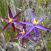 Demarz's Tinsel Lily - Photo (c) lawrie_p, some rights reserved (CC BY-NC), uploaded by lawrie_p