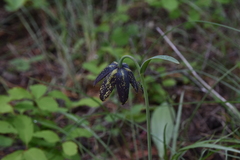 Fritillaria affinis