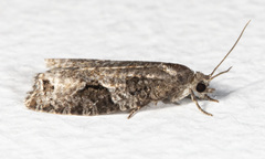 Apotomis infida