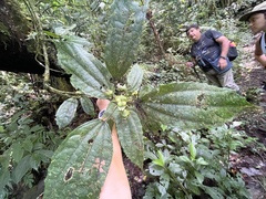 Malvaviscus arboreus