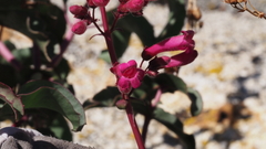 Penstemon clevelandii clevelandii