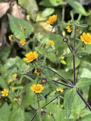 Sigesbeckia agrestis