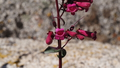 Penstemon clevelandii clevelandii