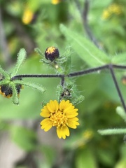 Sigesbeckia agrestis