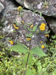 Sigesbeckia agrestis