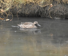 Anas crecca carolinensis