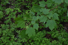 Acer glabrum douglasii