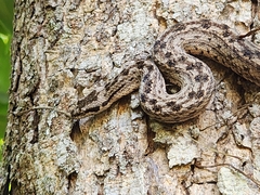 Tropidophis melanurus