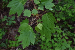 Acer glabrum douglasii