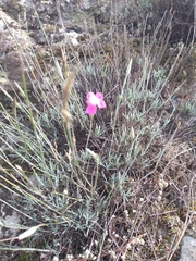 Dianthus laricifolius