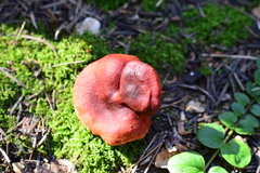 Lactarius sphagneti