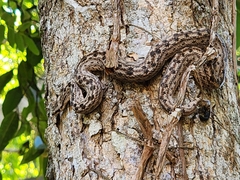 Tropidophis melanurus