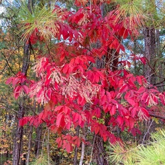 Oxydendrum