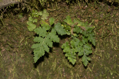 Woodsia obtusa