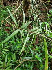 Nestegis cunninghamii