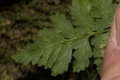 Woodsia obtusa