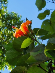 Hibiscus elatus