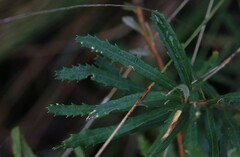 Banksia neoanglica