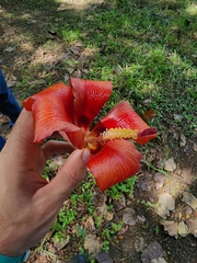 Hibiscus elatus