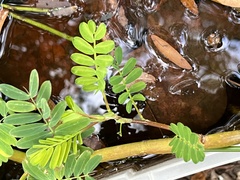 Aeschynomene fluitans