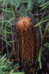 Banksia neoanglica