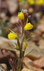 Castilleja lasiorhyncha