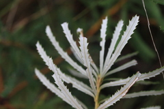 Banksia neoanglica