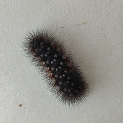 Arctiinae