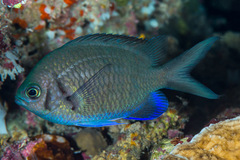 Chromis alpha