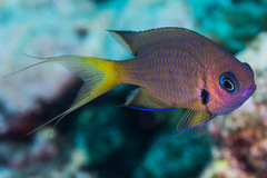 Pycnochromis pacifica