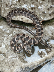 Nerodia sipedon pleuralis