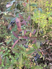 Ligustrum obtusifolium