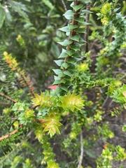 Epacris longiflora