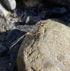 Oniscigaster wakefieldi