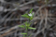 Buglossoides arvensis