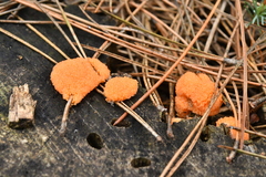 Tubifera ferruginosa