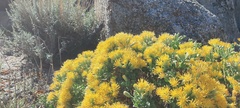 Ericameria cuneata spathulata