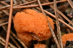 Tubifera ferruginosa