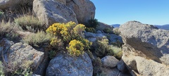 Ericameria cuneata spathulata