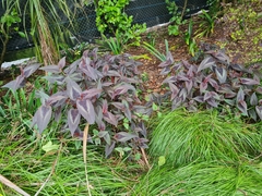 Persicaria microcephala