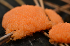 Tubifera ferruginosa