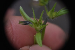 Buglossoides arvensis