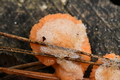 Tubifera ferruginosa