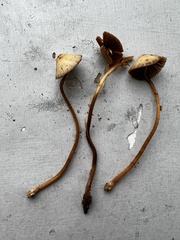 Conocybe semiglobata