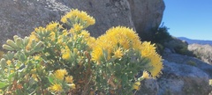 Ericameria cuneata spathulata
