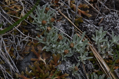 Antennaria dimorpha