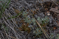 Antennaria dimorpha