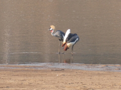 Balearica regulorum
