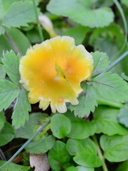 Hygrocybe ceracea