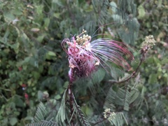 Calliandra houstoniana